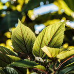 MAMAKI/ULU TEA Polipoli Farms