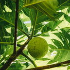 MAMAKI/ULU TEA Polipoli Farms