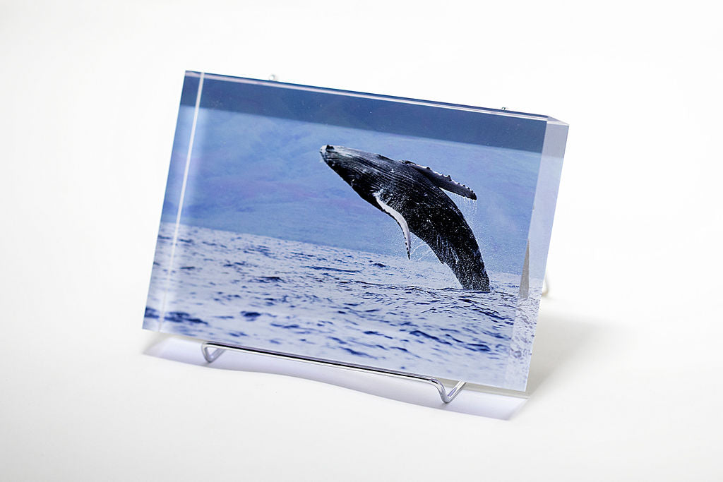 Fine art acrylic photo block with image taken by Stu Soley off Maui, Hawaii of a humpback whale breaching. 