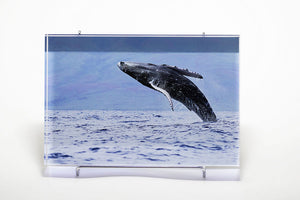 Fine art acrylic photo block with image taken by Stu Soley off Maui, Hawaii of a humpback whale breaching.