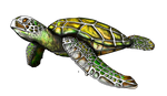 Green Hawaiian sea turtle created with our Aloha Shapes logo hidden inside