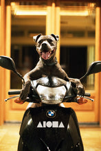 A pitbull dog sitting on a moped with an all white ALOHA Shapes ® logo decal sticker on the front of moped. 